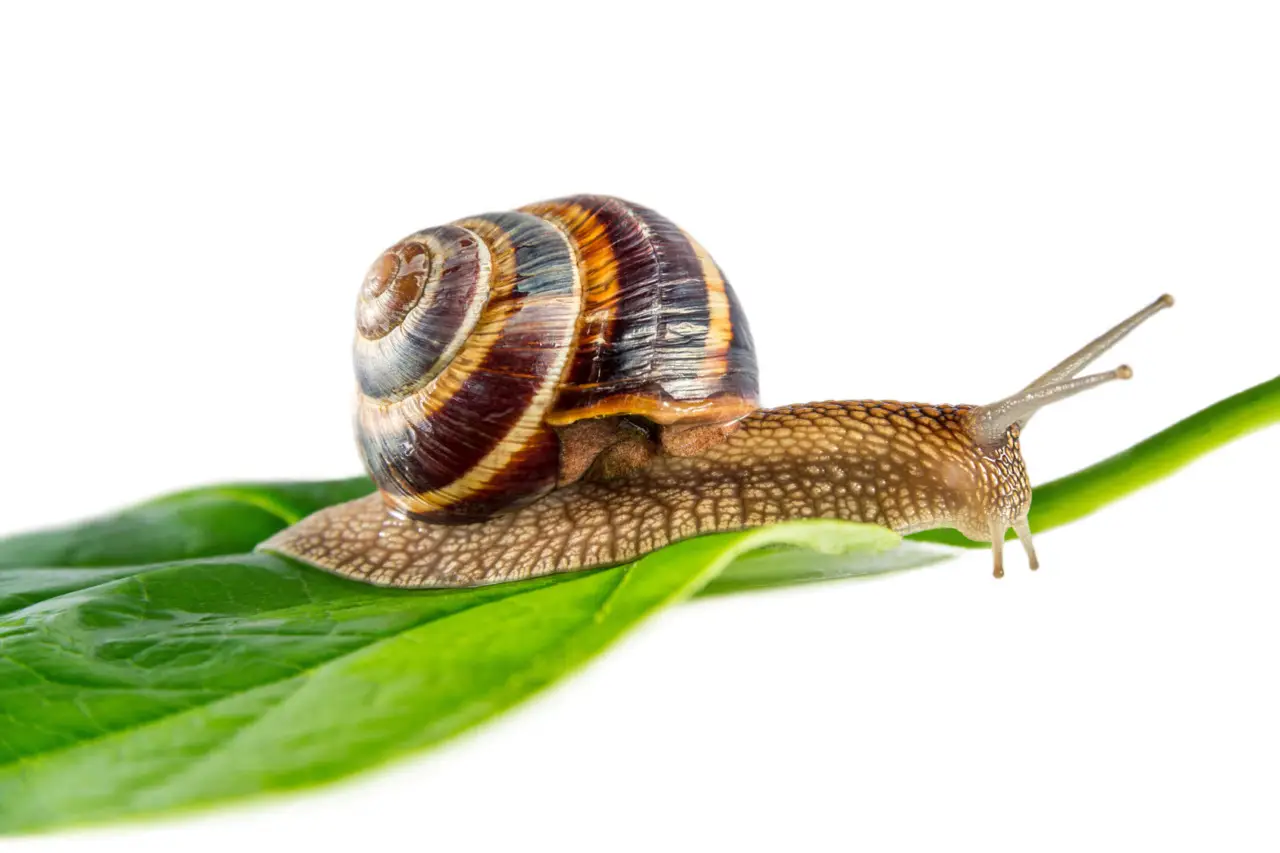Articoli da leggere