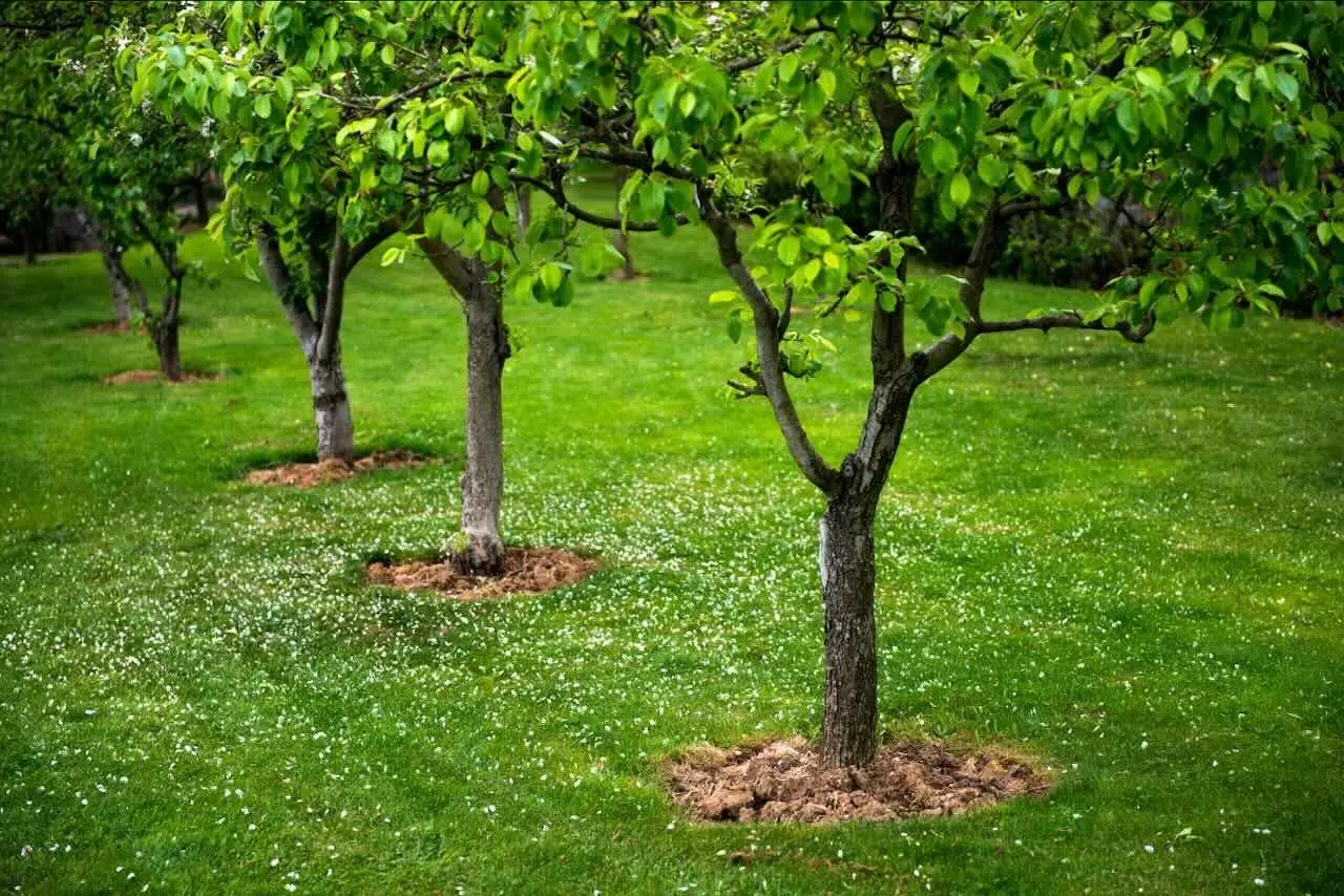 Immagine selezionata